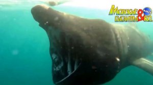 Deagostini МОРСКИЕ ГИГАНТЫ и КО МАКСИ СЛОНОВАЯ АКУУЛА  Деагостини распаковка Liska Show