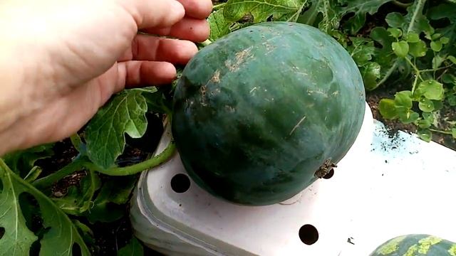 дыня Алтайская в теплице. Бурятия. смотреть онлайн