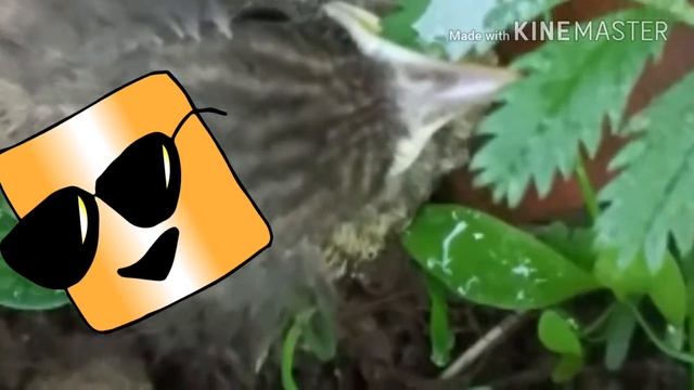 Я нашёл птенца ЧАСТЬ 1 смотреть онлайн
