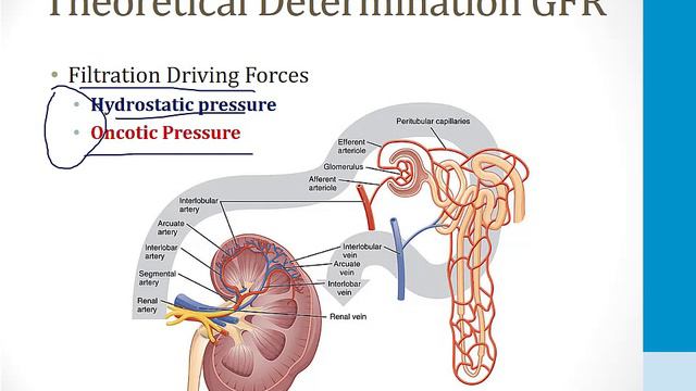 Renal - 1. Embryology, Anatomy and Physiology - 3.Renal Physiology I atf смотреть онлайн