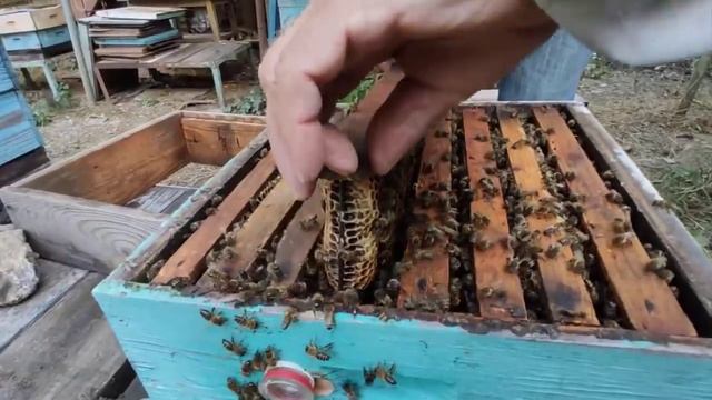 Пчелы в бутылке! Обзор нуклеуса Джинн Михаила Смолянского смотреть онлайн