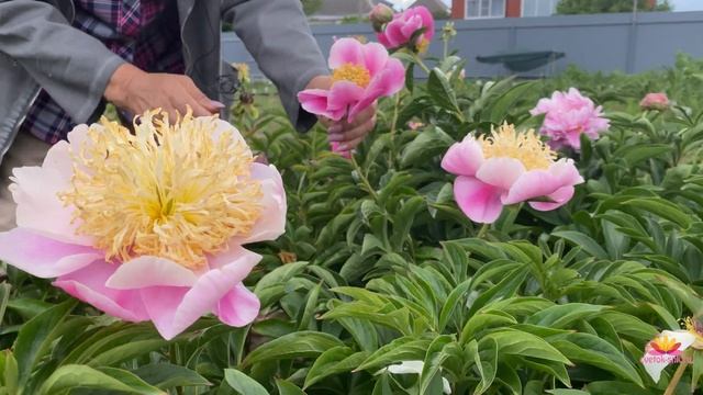 Сеянцы пионов Ворошиловой А.Б. Часть 2 / Сад Ворошиловой смотреть онлайн