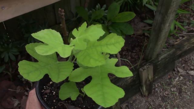 How to Plant Papaya and Hibiscus Cuttings in Florida смотреть онлайн