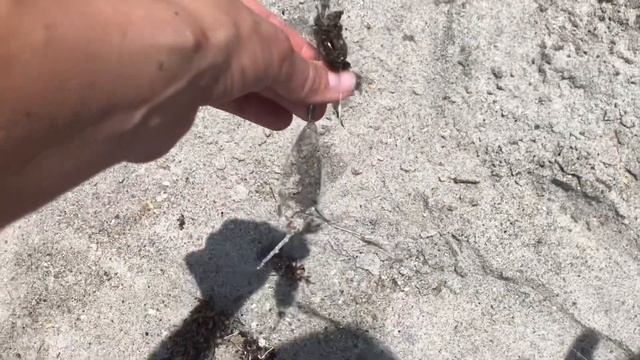 Беларусы в Америке. Рыбалка на Флоридском побережье с берега. Помпана, whiting (gulf kingfish). смотреть онлайн