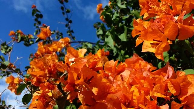 Buganvillia plant orange flowers - Bougainvillea Hawaiian Gold - yellow flowers HD14 смотреть онлайн