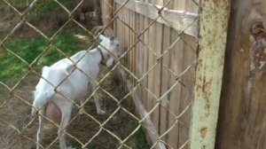 Коза, кормление, наш опыт. Чем кормить козу летом и получать вкусное молоко.