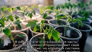 Рассада помидоров плохо растет что делать