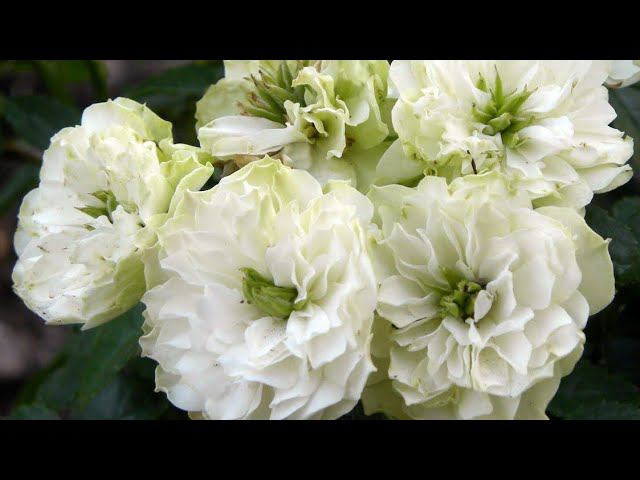 Отправила розы в прикоп. смотреть онлайн