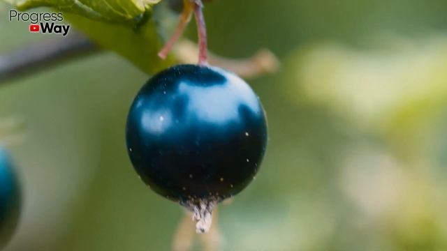 СМОРОДИНА ЗАСЫПЛЕТ ВАС ЯГОДАМИ С НОГ ДО ГОЛОВЫ, если весной насыпать это под куст смородины! смотреть онлайн