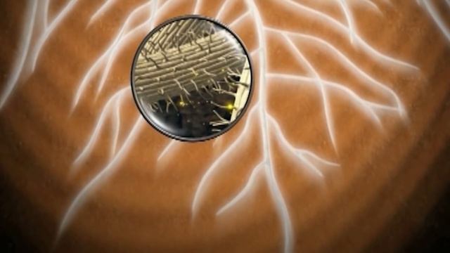 ВАЙБРАНС® ИНТЕГРАЛ. Готовый SDHI-инсектофунгицид надежно защитит корни растений смотреть онлайн