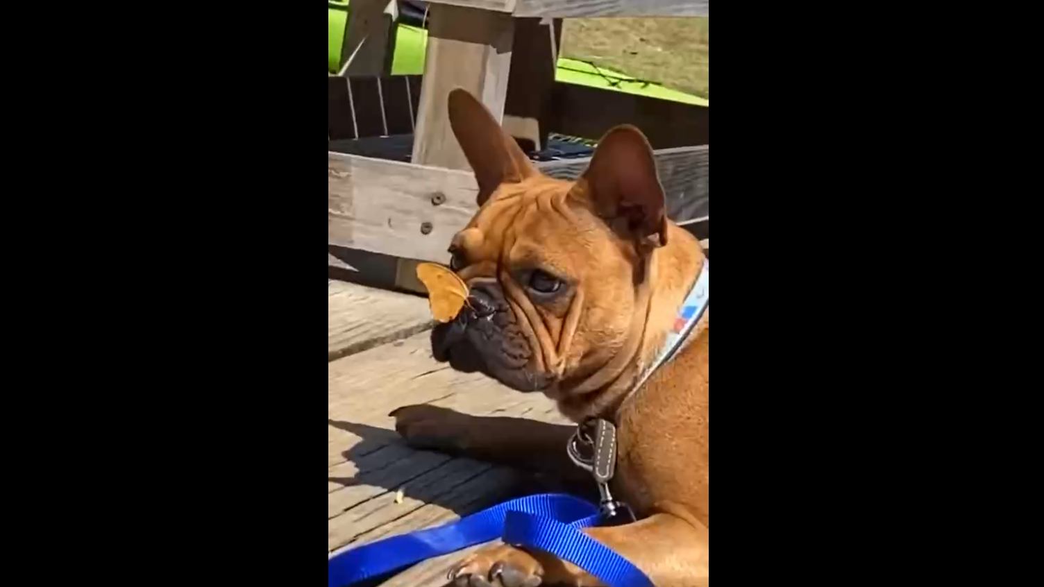 Почувствуй себя диснеевской принцессой смотреть онлайн