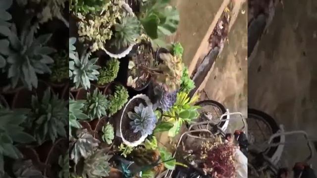 Succulents［Rainy season] смотреть онлайн