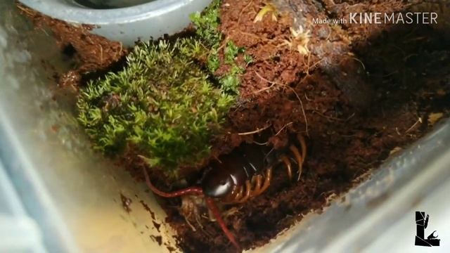 Feeding Vietnam Giant Centipede (Scolopendra Dehaani) смотреть онлайн