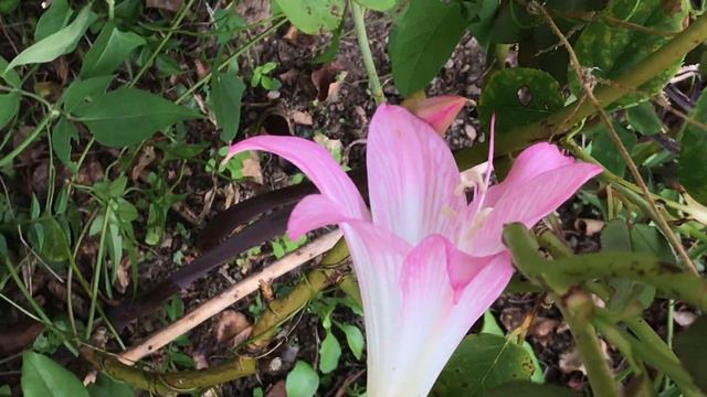 Amaryllis belladonna Les trompettes parfumée Début d'automne fin d'été смотреть онлайн
