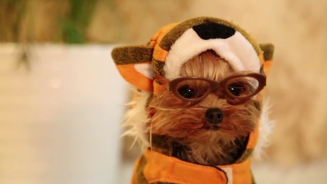 Hairy Tales: Little Red Riding Hood смотреть онлайн
