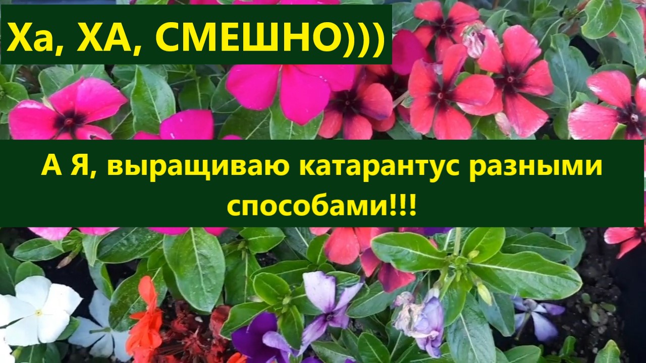 Ха-Ха... смешно))) Катарантус в моем саду. Как выращиваю и сохраняю все секреты в моих видео. смотреть онлайн