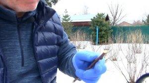 Весенняя обрезка саженцев яблони и груши в 1 год