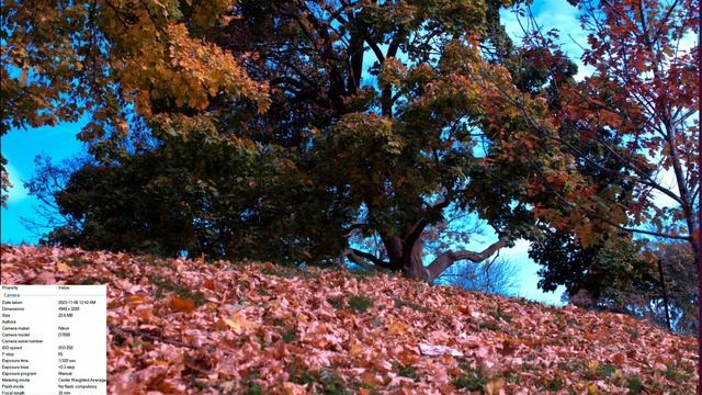 Nikon D7000 Photo of an autumn city, Year 2023. смотреть онлайн