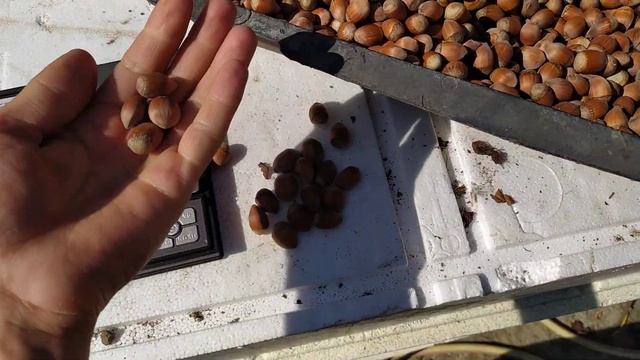 ФУНДУК . Сорт Ламберт Красный сбор урожая . Третье плодоношение ... смотреть онлайн