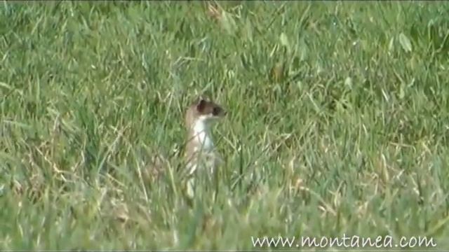 Atmosphère #2 - Hermine / Stoat (Mustela erminea) смотреть онлайн