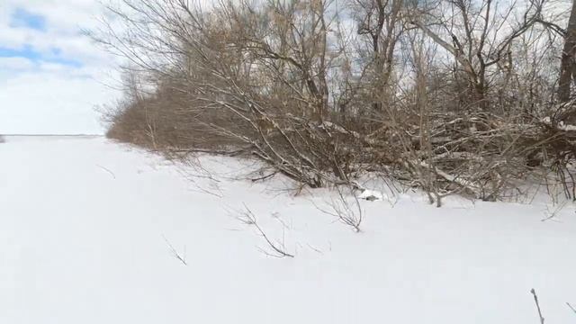 Фотоохота с Альбертом. Серый сорокопут и чечётки. смотреть онлайн