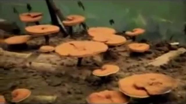 Ganoderma Польза гриба ганодерма смотреть онлайн