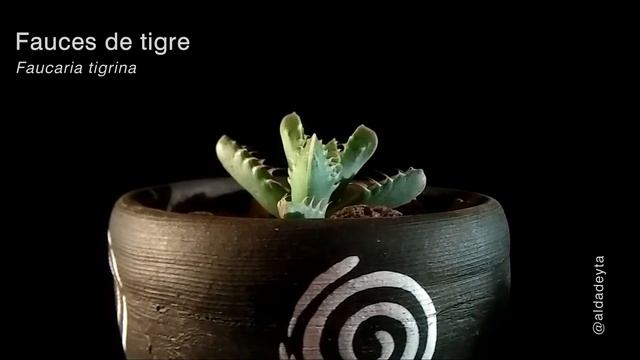Faucaria tigrina (Fauces de tigre) смотреть онлайн