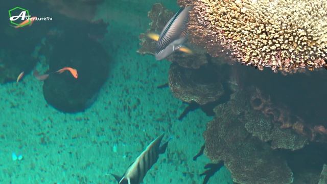 OCEANARIUM DE LISBONNE Aquarium Lisbonne Portugal Oceanário de Lisboa смотреть онлайн