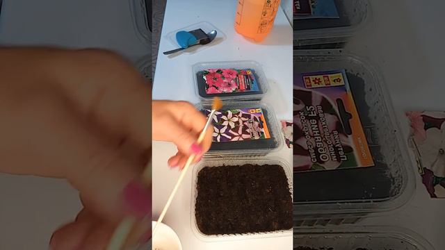 Петунья. Как посеять на рассаду. смотреть онлайн