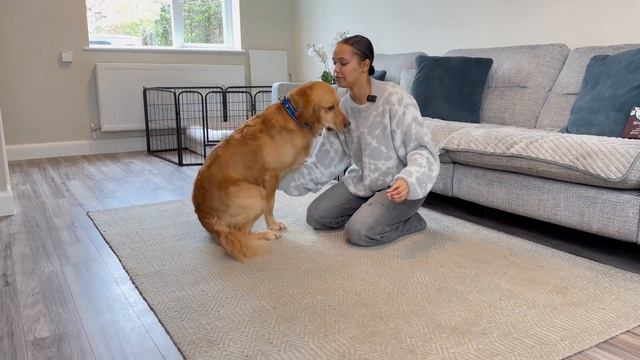 I Taught My Dog To BOW смотреть онлайн