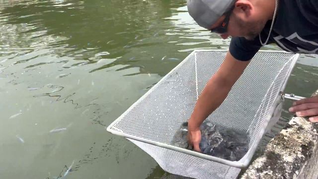 Netting THOUSANDS Of Colorful Fish For My BACKYARD POND!