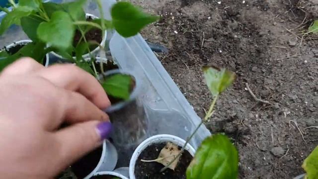 Как сохранить гортензию? Укорененные черенки - зимовка. смотреть онлайн