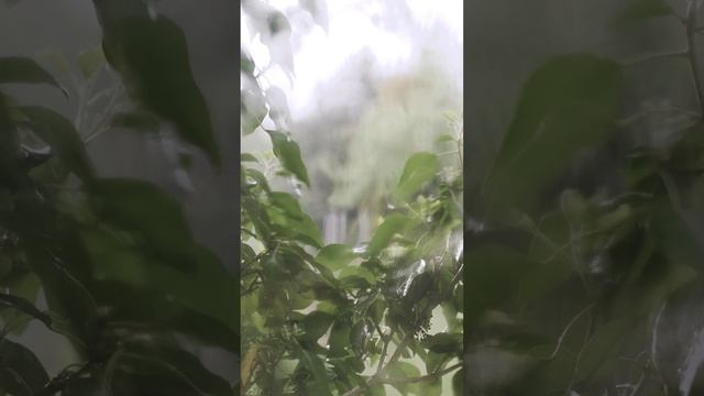 Коран под звуки дождя ? КОРАН ПЕРЕД СНОМ! СПОКОЙСТВИЕ ДУШИ! QURAN TO THE SOUND OF RAIN! смотреть онлайн