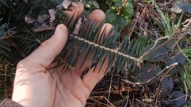 Abies veitchii смотреть онлайн