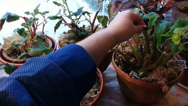 БЕГОНИЯ Как сохранить зимой. Ошибки хранения смотреть онлайн
