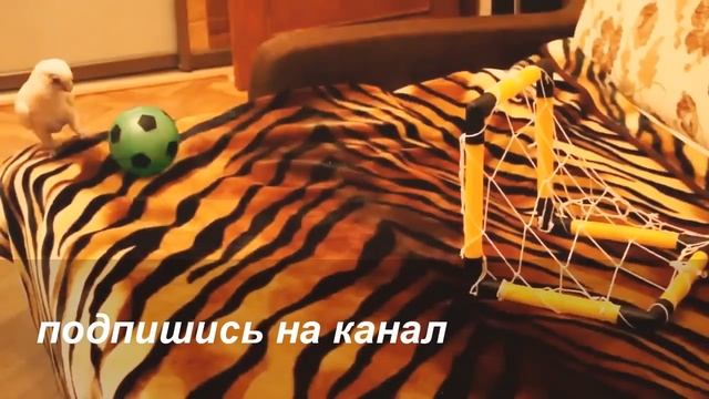 Приколы!!!! смотреть онлайн