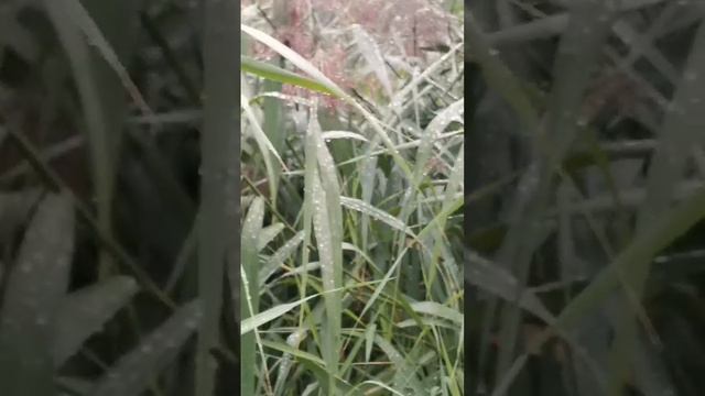 Капельки дождя, что радуют глаз
#изобилие оно всюду