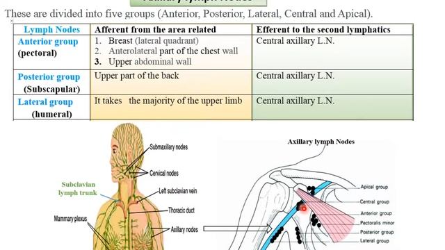 ‫‫‫‫Axillary lymph nodes video смотреть онлайн
