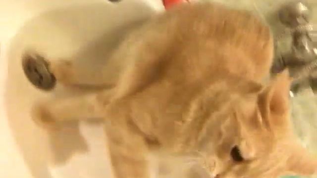 Как приучить кота гадить в раковину / How to train your cat to poop in the sink смотреть онлайн