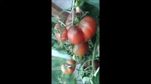 Томат сорт Черное сердце с носиком от Борисовны