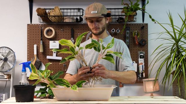 The Houseplant Repot Breakdown | Cam's Pro Tips & Tricks For Repot Success With Style. смотреть онлайн