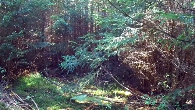 Осенние ГРИБЫ 2019 в Карпатах!ЧТО ПРОИЗОШЛО С ГРИБАМИ В ЭТОМ ГОДУ Грибы в Сентябре 2019! смотреть онлайн