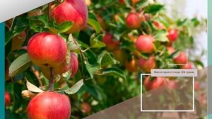 Яблоня Анис Свердловский - обзор сорта