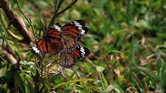 120 fps Камера iPhone 5S смотреть онлайн