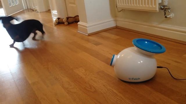 Miniature Dachshund playing fetch with automatic ball launcher смотреть онлайн