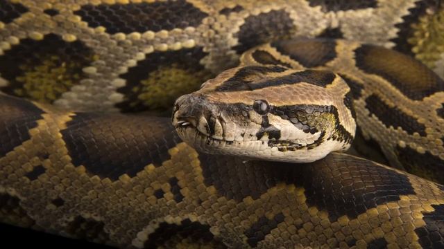 10 Longest Modern Snakes In The World (2022) смотреть онлайн
