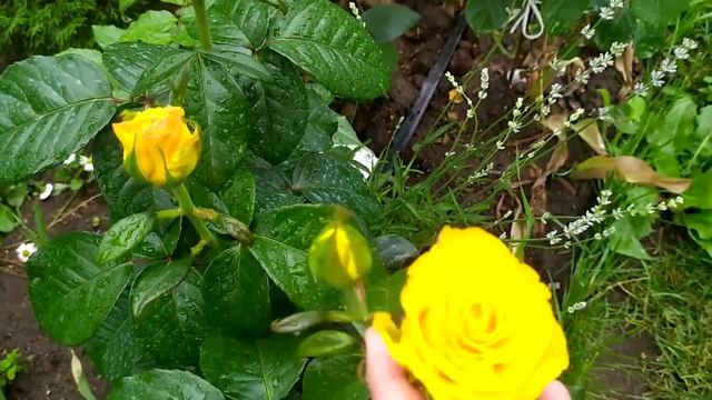 БЕСПРОБЛЕМНЫЕ РОЗЫ.  Их сможет «приручить» любой новичок)  #сортароз #цветениероз #счастливыйсадово