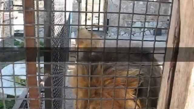 Львы в Ялте смотреть онлайн