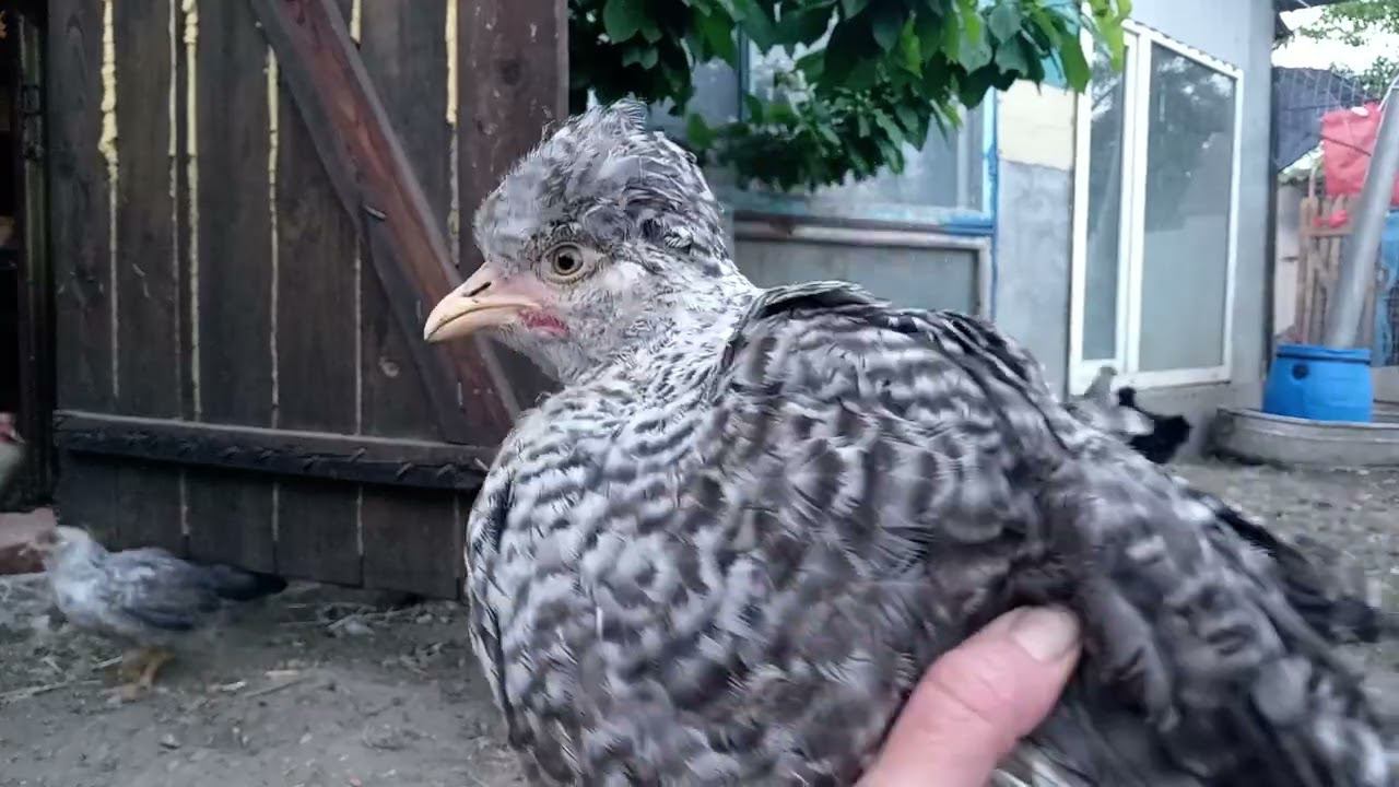 Курочкам тоже нужна стрижка смотреть онлайн