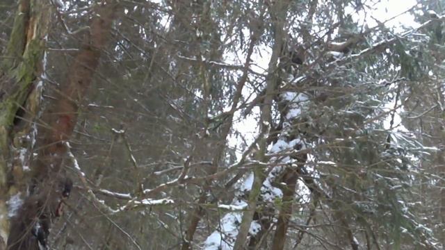 Охота на куницу с лайками. Нашли в гайне. смотреть онлайн